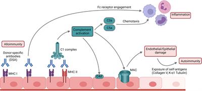 Frontiers | B Cell Immunity in Lung Transplant Rejection